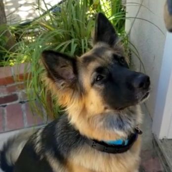 Westside German Shepherd Rescue - She is simply perfect.....for our family - Pet Adoption Near Me - Los Angeles, California