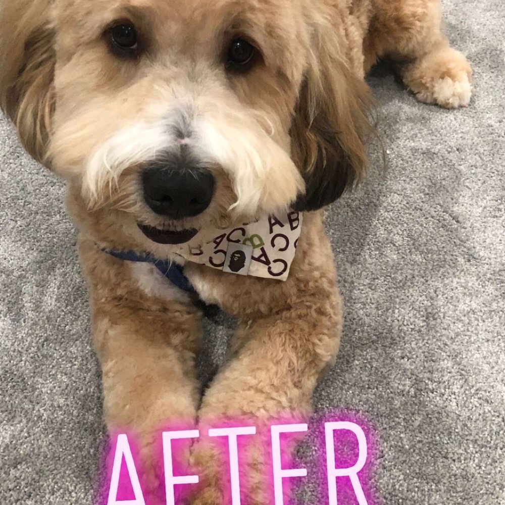 Gone Wild Pet & Supply - After haircut! - Pet Stores Near Me - Lafayette, Colorado