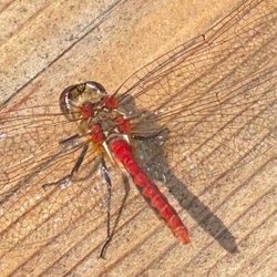 Compass Rose - Red Dragonfly