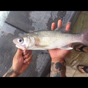 All About Fish - Moi - Snorkeling Near Me - Lahaina, Hawaii