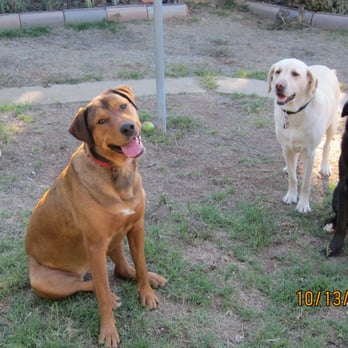 Paws & Claws - Hanging out. - Pet Sitting Near Me - Fallbrook, California