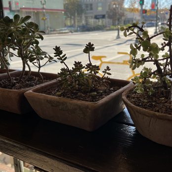 Fifth St. Coffee Roasting Co - Coffee & Tea Near Me - Gilroy, California Fifth St. Coffee Roasting Co - Coffee & Tea Near Me - Gilroy, California