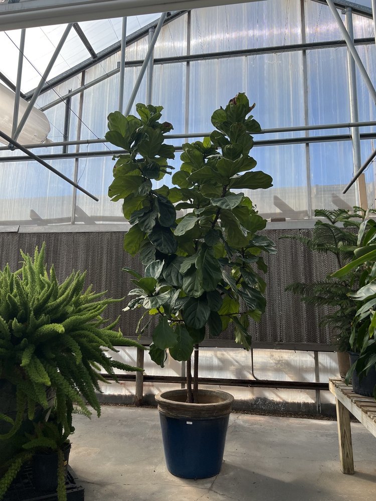 PETE’S GREENHOUSE Updated October 2024 13 Photos 7300 Canyon Rd