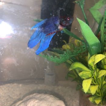 Fish Shack - One of the Beautiful bettas I got there - Pet Stores Near Me - Leavenworth, Kansas