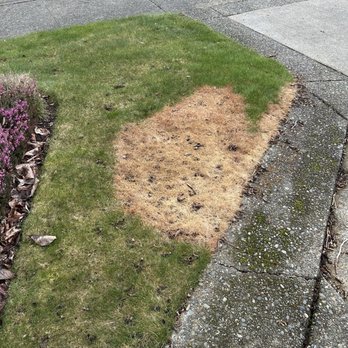 Pacific Sunshine Plumbing - Brown patch from hot water that was drained into lawn - Plumbing Near Me Pacific Sunshine Plumbing - Brown patch from hot water that was drained into lawn - Plumbing Near Me