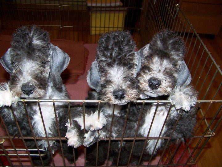 CEDAR CREEK PET RESORT Updated September 2024 18 Photos & 10 Reviews 3473 State Rd 60