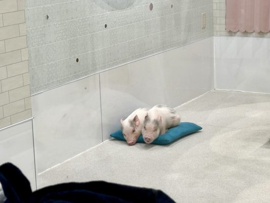 mipig cafe Harajuku by null