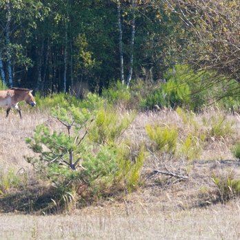 Wildpferdgehege - Tours Near Me - Erlangen, BY
