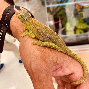 kong walking harness