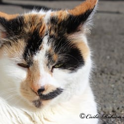 Napier Prison - Basil - sweet cat or possessed demon cat?