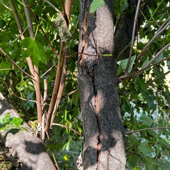 King Tree Services - King Tree Services: Your Go-To for Tree Branch Care in Manassas, specializing in inspecting diseased branches. - Tree Services Near Me - Manassas, Virginia