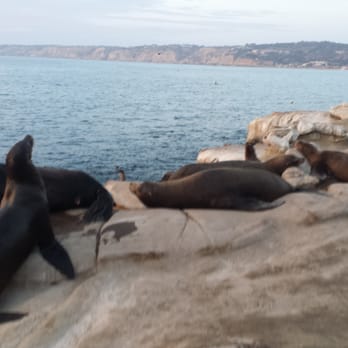 La Jolla Cove - Seals at the Cove - Parks Near Me - La Jolla, California La Jolla Cove - Seals at the Cove - Parks Near Me - La Jolla, California
