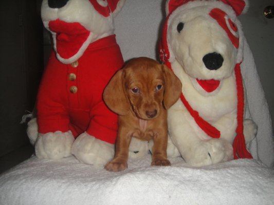 darlin desert dachshunds