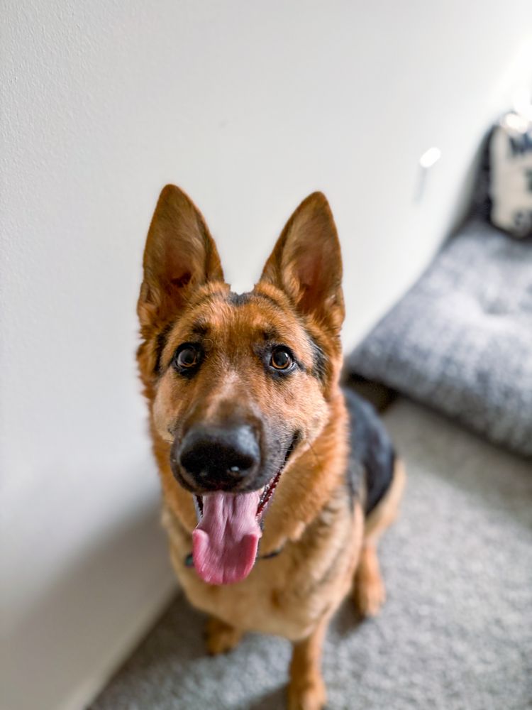 Kotas Kamp - pet boarding facility in Centerville, OH