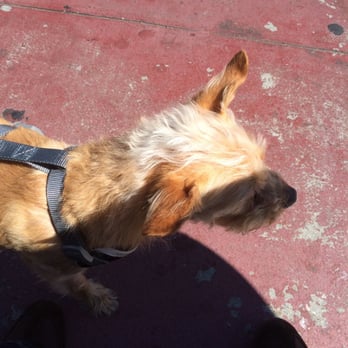 Alimento - Today, even our dog got a treat at Alimento - deli meat bits from Chris! The best! - Italian Near Me - San Francisco, California