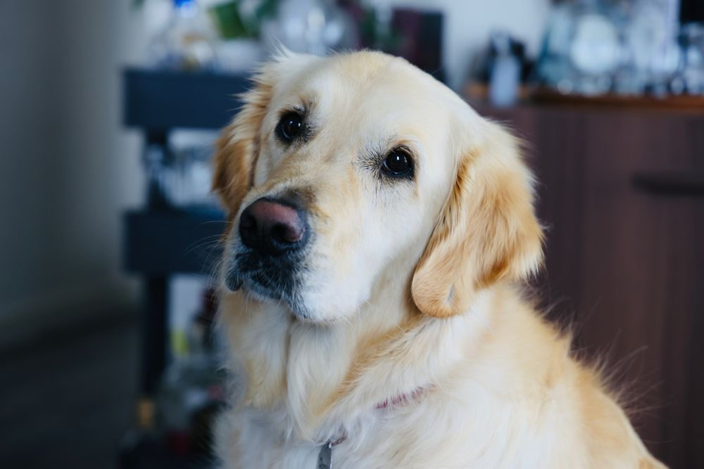 Pooch Pals - pet boarding facility in Arlington, VA