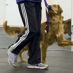 Rosetree Dog Training