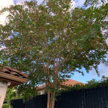 Good Guys Tree Service - BEFORE-Crepe Myrtle too close to the roof and gutters. - Tree Services Near Me - Austin, Texas Good Guys Tree Service - BEFORE-Crepe Myrtle too close to the roof and gutters. - Tree Services Near Me - Austin, Texas