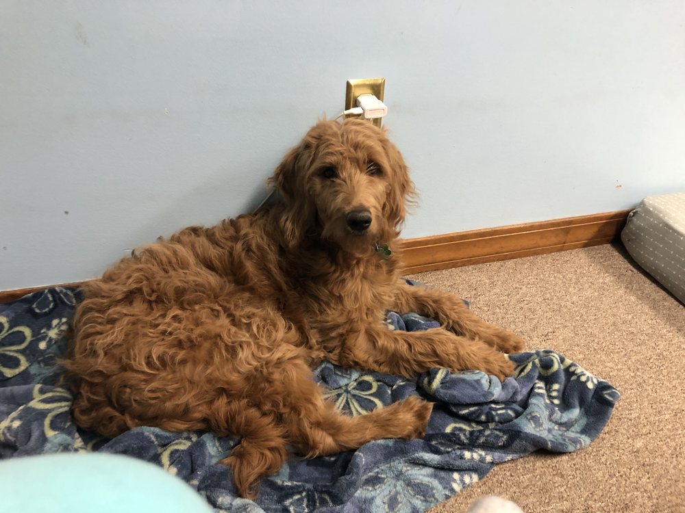 ABRACADABRA PET GROOMING 49 Photos 15057 Business 13, Reeds Spring