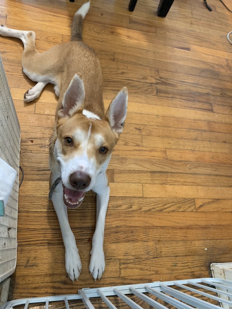 THOMAS PET DAYCARE & BOARDING SERVICES Updated April 2024 17 Photos