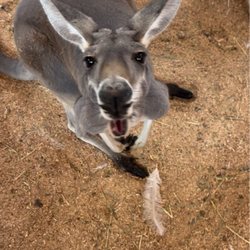 Kangaroo