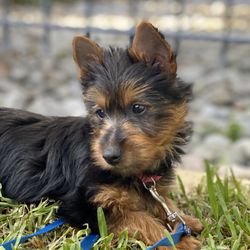 East Orange Animal Hospital - ... and now have entrusted Dr Perrault and East Orange Animal Hospital with our fourth family dog ("Lizzy").