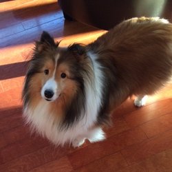 The Pet Whisperer and Exotic Care - DIXIE THE SHELTIE