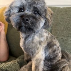 Grateful Pets