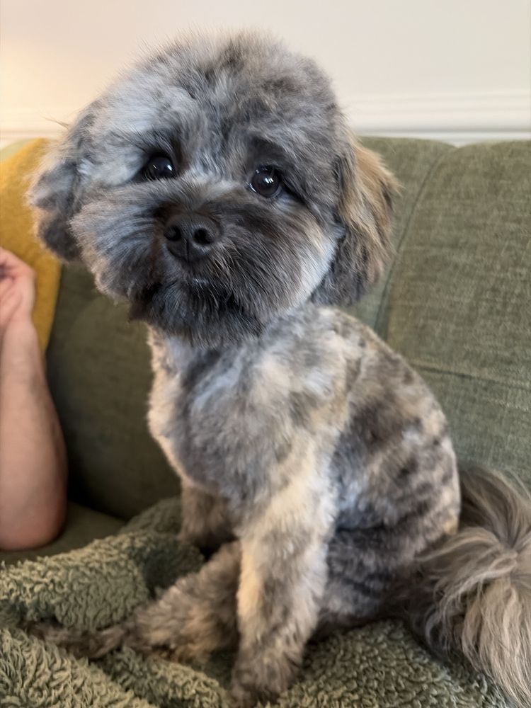 Grateful Pets - pet boarding facility in Charlotte, NC