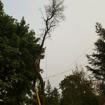 All Pro Tree Care - Dead madrona removal - Tree Services Near Me - Auburn, Washington All Pro Tree Care - Dead madrona removal - Tree Services Near Me - Auburn, Washington