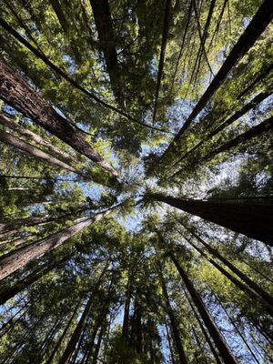 Armstrong Redwoods State Natural Reserve by null