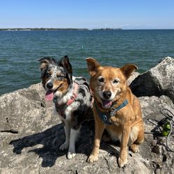 Peninsula Veterinary Hospital - Our pups!