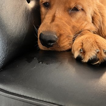 VEG ER for Pets - Jazzy - Emergency Pet Hospital Near Me - Cos Cob, Connecticut VEG ER for Pets - Jazzy - Emergency Pet Hospital Near Me - Cos Cob, Connecticut