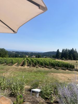 Terra Vina Wines Vineyard by null