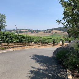 Looking over the vineyard