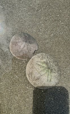 Sandy Cove Inn and Red Door Vacation Rentals by null