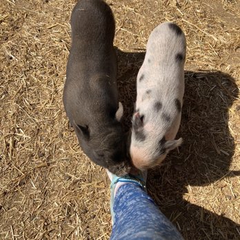 SoCalMiniPigs - Pet Breeders Near Me - Valley Center, California SoCalMiniPigs - Pet Breeders Near Me - Valley Center, California