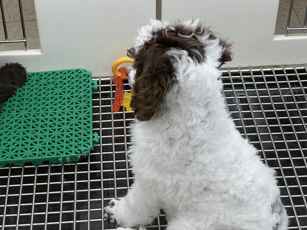 Petland Jacksonville Image