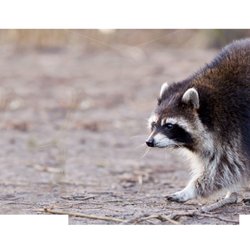 The Wildlife Control Company