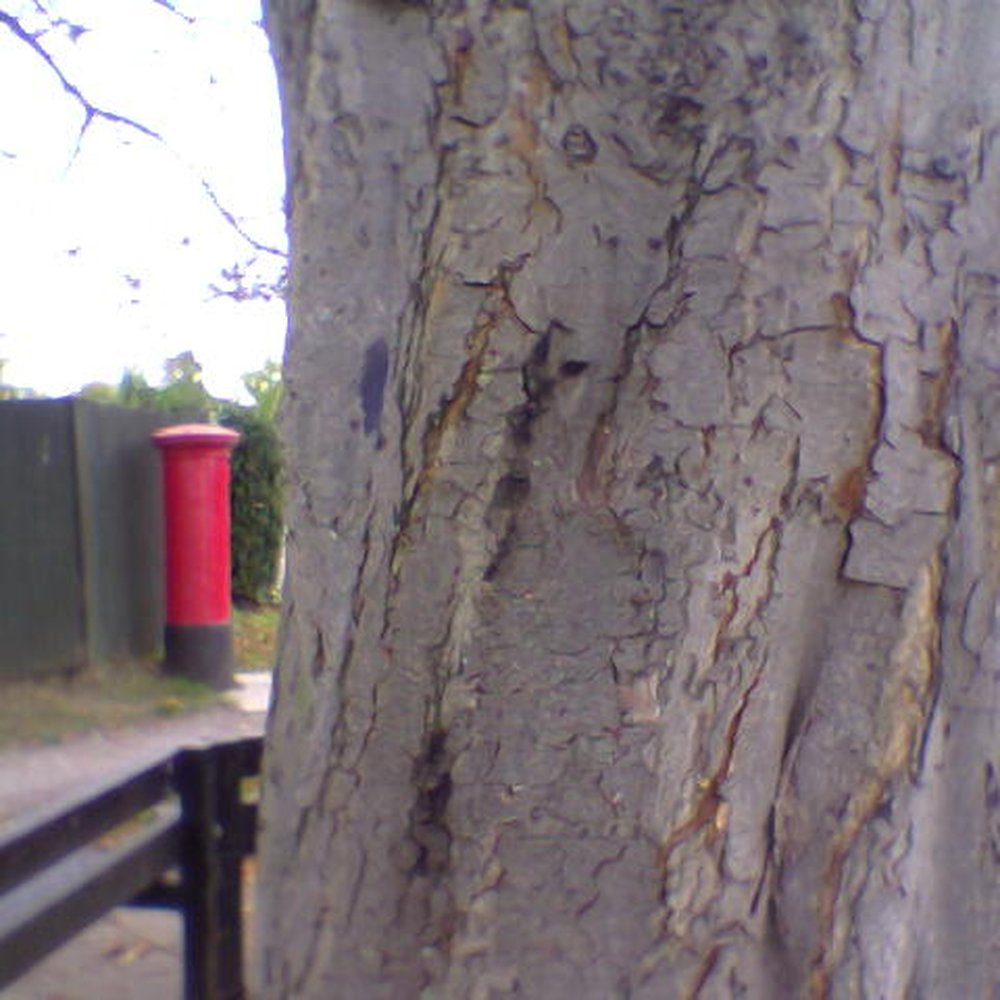 The Half Mile Tree - Local Flavor Near Me - London, XGL