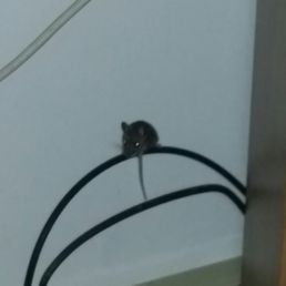 Yup. That's a mouse. I heard noises @ 5AM and there it was, staring at me. At least two in the room. Yup. That's a mouse. I heard noises @ 5AM and there it was, staring at me. At least two in the room.