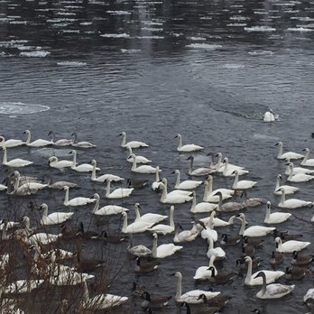 swan Park - Parks Near Me - Monticello, Minnesota swan Park - Parks Near Me - Monticello, Minnesota