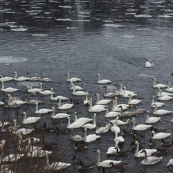 swan Park