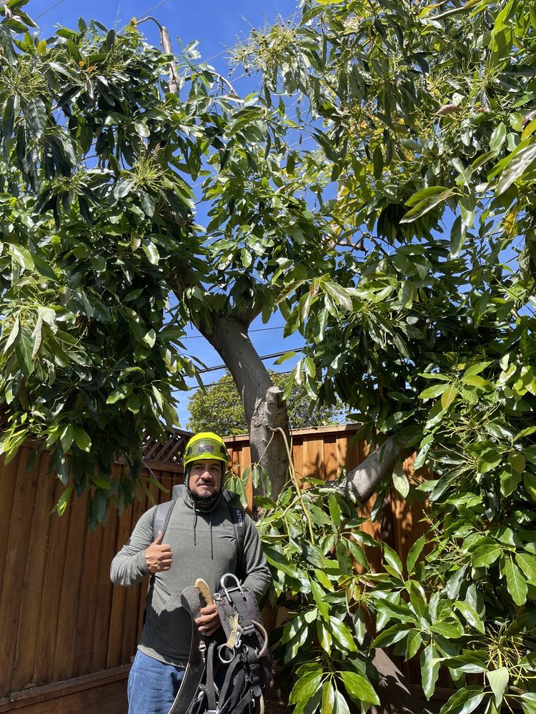 Pmc Tree Service - tree service in San Jose, CA