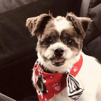 Der Pet Haus - Tank - Pet Groomers Near Me - Bellevue, Washington