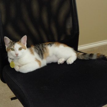 Houston SPCA - My past cat's Shaper first picture.  Adopted 3/2011 HSPCA - Animal Shelters Near Me - Houston, Texas