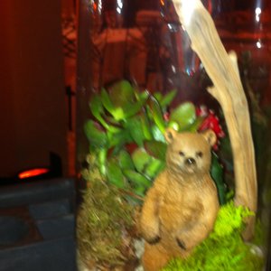 Photo of La Petite Gardenia - Los Angeles, CA, United States. Terrarium from the giant event at the Museum of Natural History - SO COOL I HAD TO HAVE MY OWN!