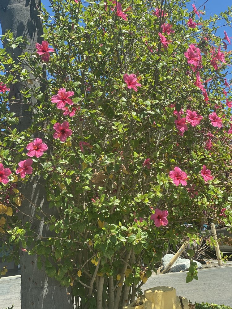 619 Jet Ski Rentals Logo