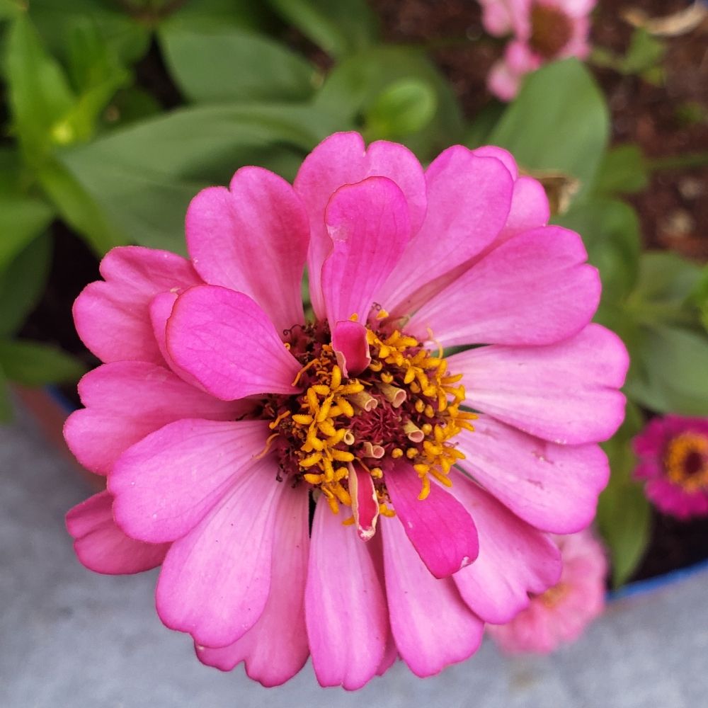 HL PLANTS - Updated January 2025 - Request Information - 26 Photos