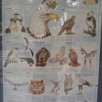 Raptor Fest - Festivals Near Me - Saint Petersburg, Florida Raptor Fest - Festivals Near Me - Saint Petersburg, Florida